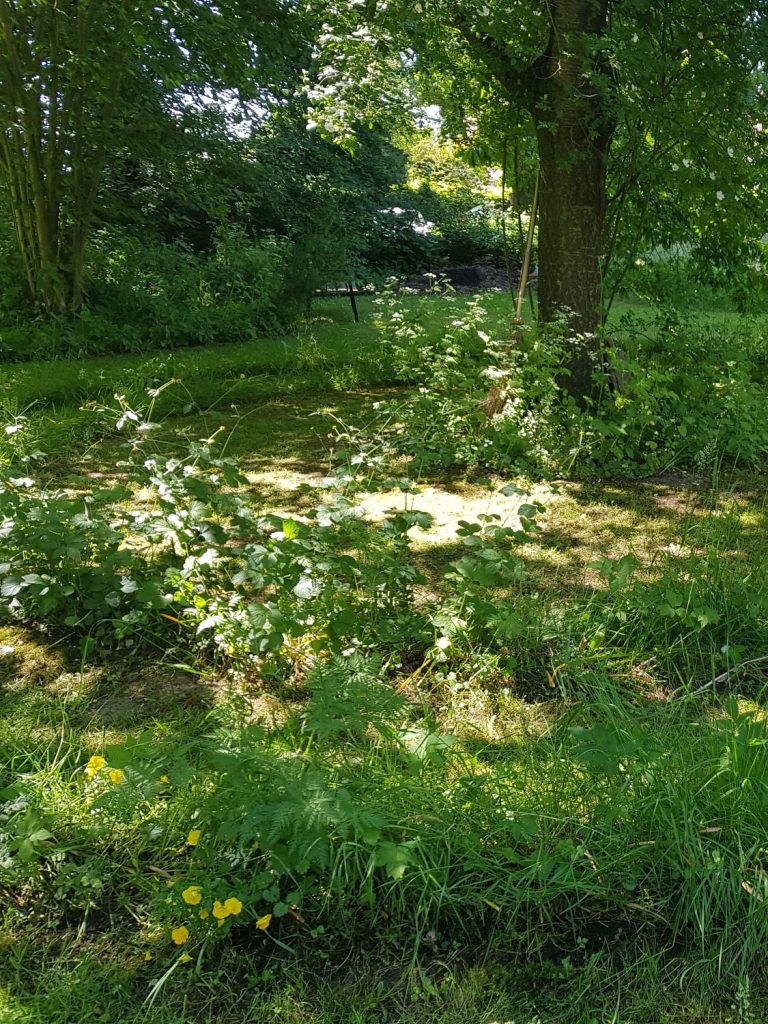Eine Wiesenkräuter-Spirale windet sich um einen Baum.